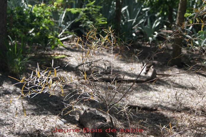 Bois de sable avec feuilles juvéniles