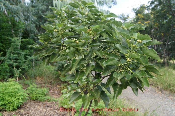 Bois de senteur  bleu - Dombeya populnea - Malvacée - B