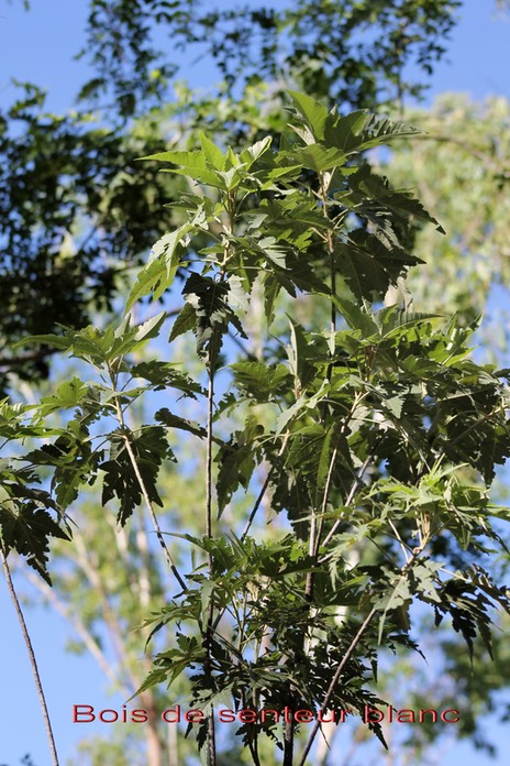 Bois de senteur blanc-4