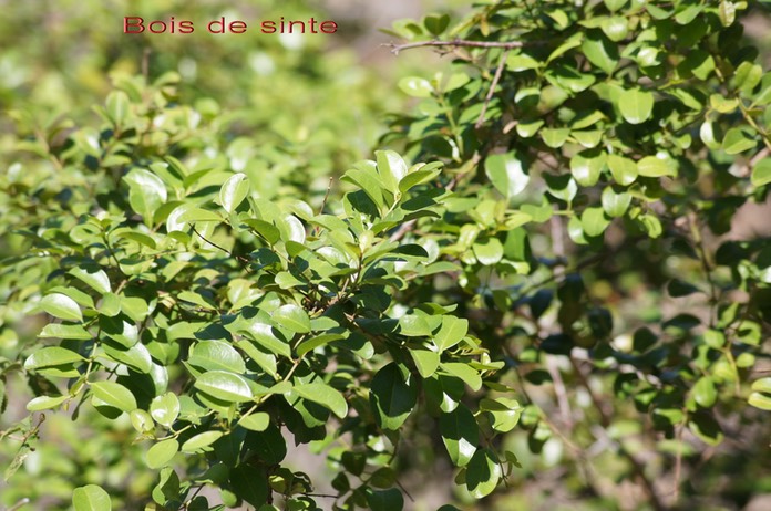 Bois de sinte - Scutia myrtina - Rhamnacée - I