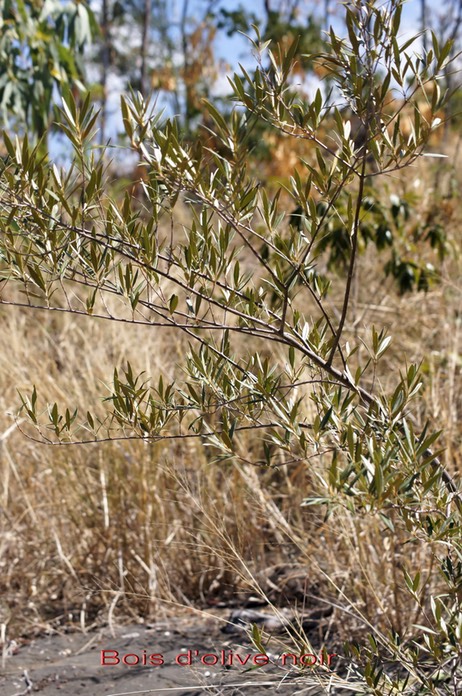 Bois d'olive noir - Olea europaea - Oleacée - I