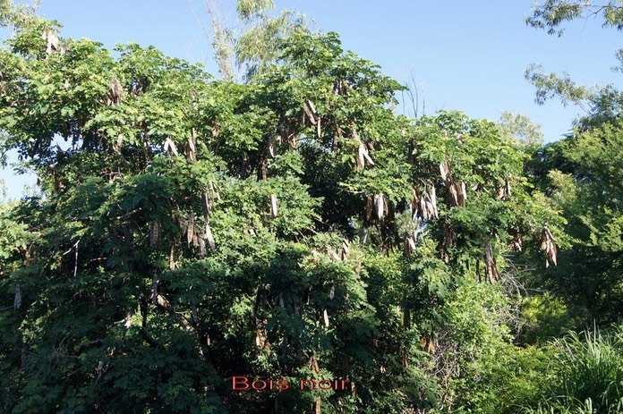 Bois noir - Albizia lebbeck - Fabacée - exo