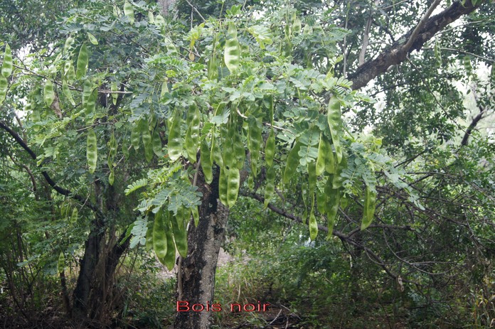 Bois noir - Albizia lebbek - Fabacée - exo