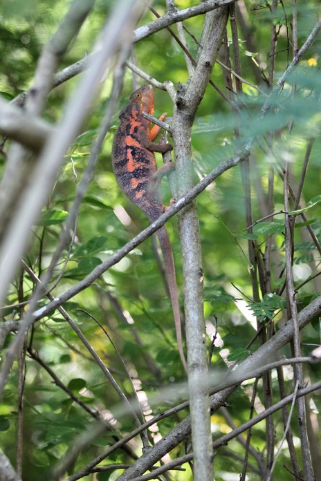 Caméléon Endormi - Femelle