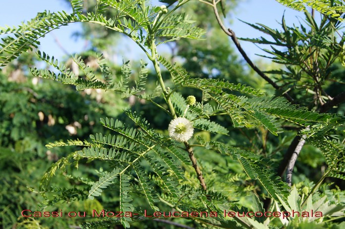 Cassi ou Moza- Leucaena leucocephala - Fabacée - exo