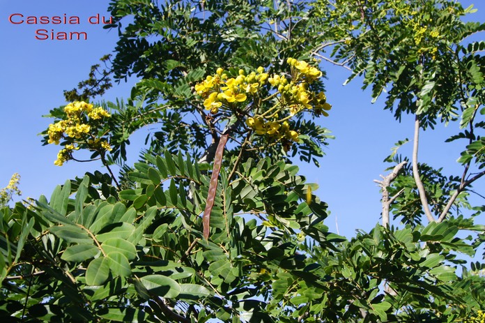 Cassia siamea