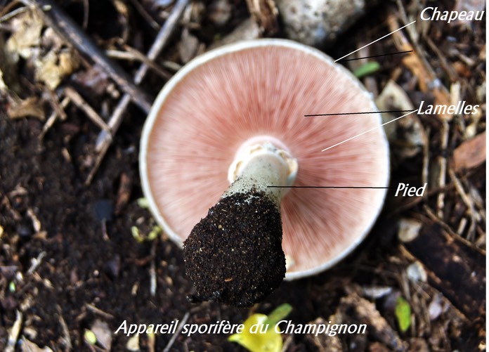 Champignon-Appareil sporifère