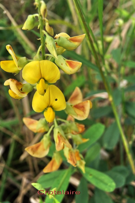 Crotalaire - Crotalaria retusa- Fabacée - exo