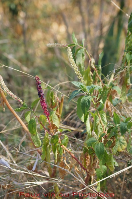 Faux vin ou Phytolaque - Phytolacca americana- Phytolaccacée - exo