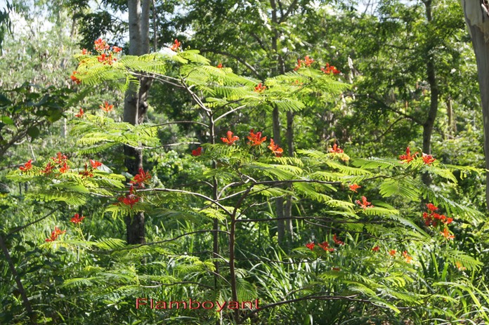 Flamboyant - Delonix regia - Fabacée - exo