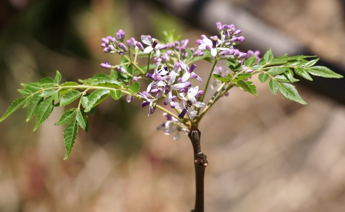 Fleur du Margosier ou Lilas de Perse