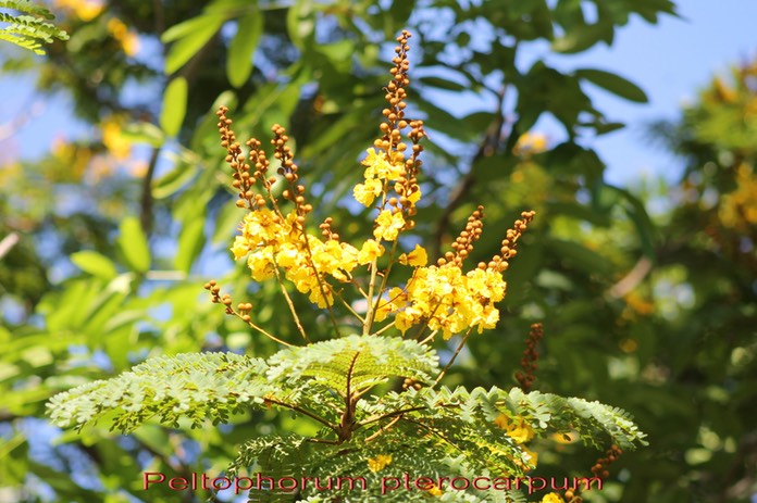 Fleurs de Peltophorum pterocarpum