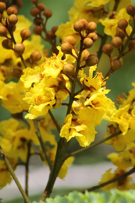 Fleurs de Peltophorum pterocarpum -2