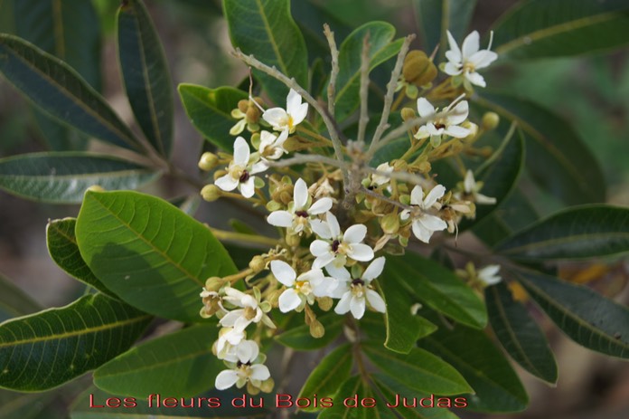 Fleurs du Bois de Judas