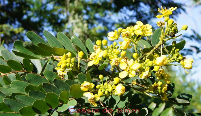 Fleurs du Cassia de Siam -2