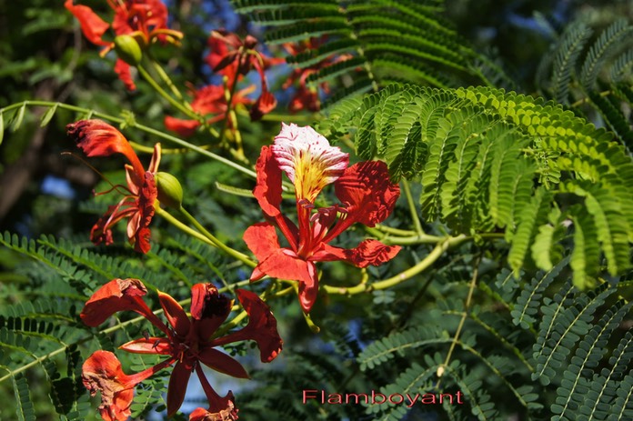 Fleurs du Flamboyant