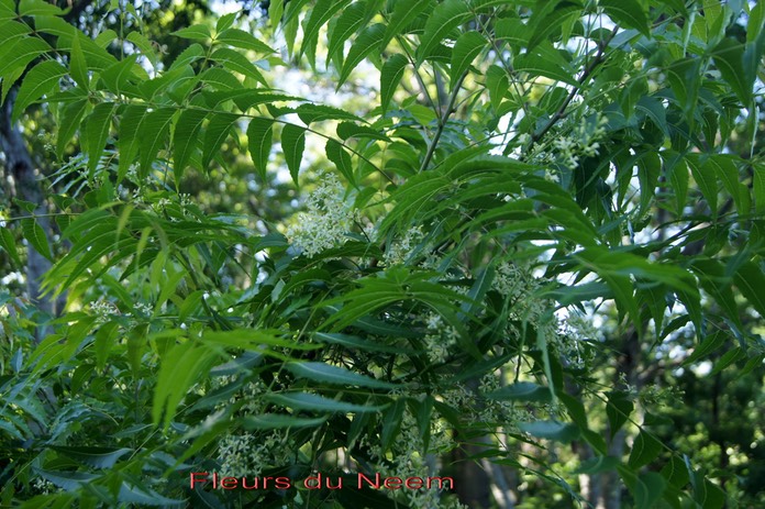 Fleurs du Neem