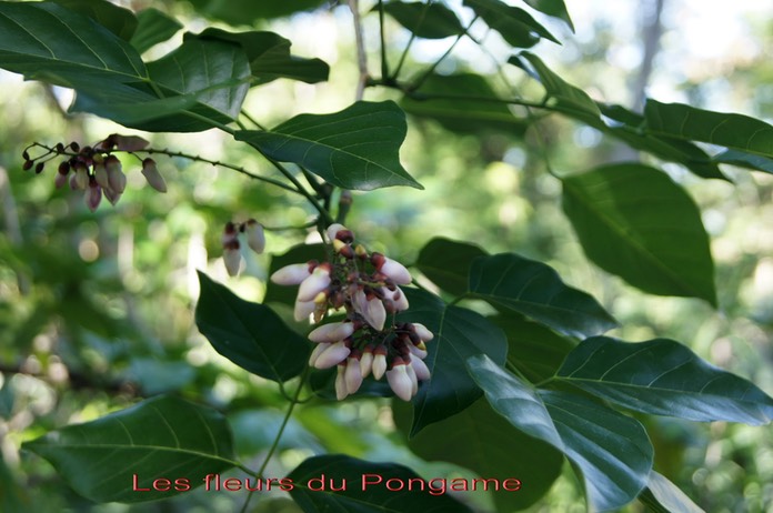 Fleurs du Pongame