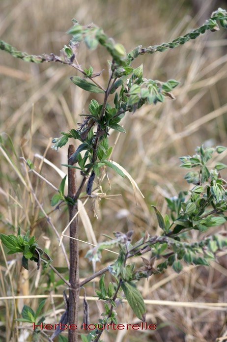 Herbe tourterelle- Trichodesma zeylanicum - Boraginacée - exo