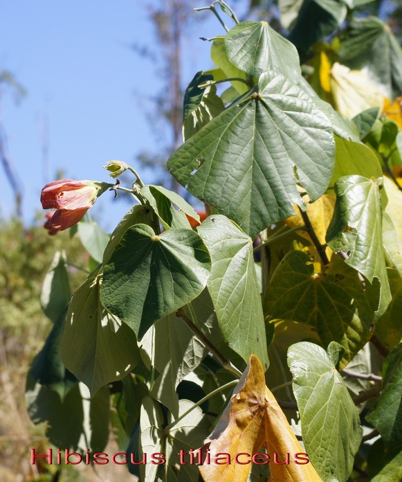 Hibiscus tiliaceus