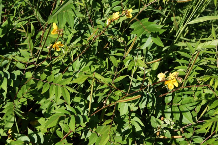 Indigo- Senna occidendalis - Fabacée - exo