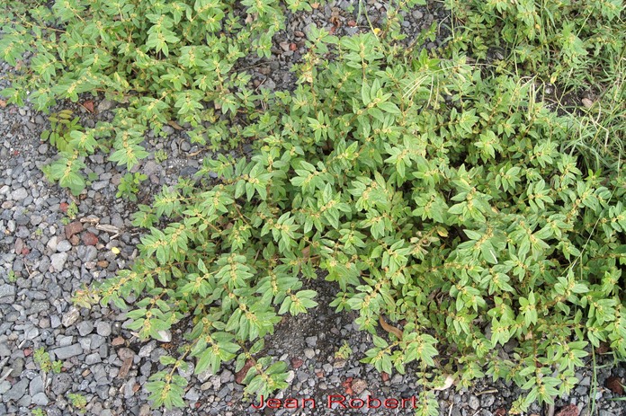 Jean Robert - Euphorbia hirta -Euphorbiacée - exo