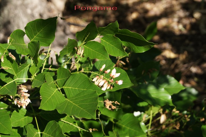 Pongame-Pongamia pinnata - Fabacée - exo