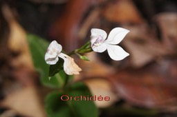 Disperis sp-Orchidacée (2)