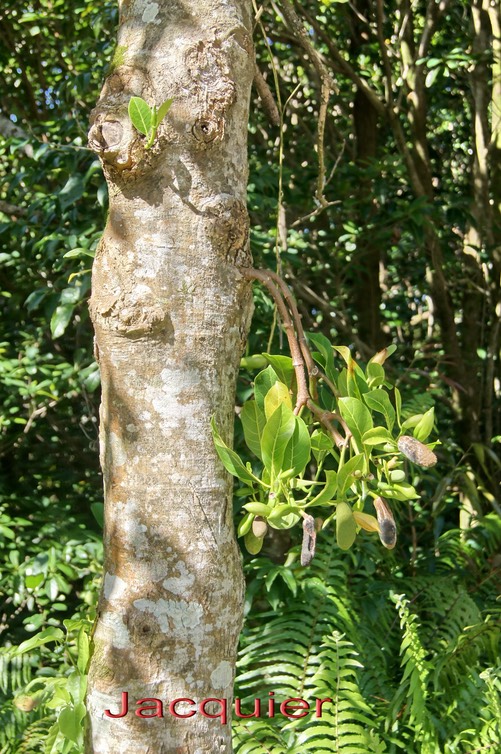 Jacquier- Artocarpus heterophyllus- Moracée-exo