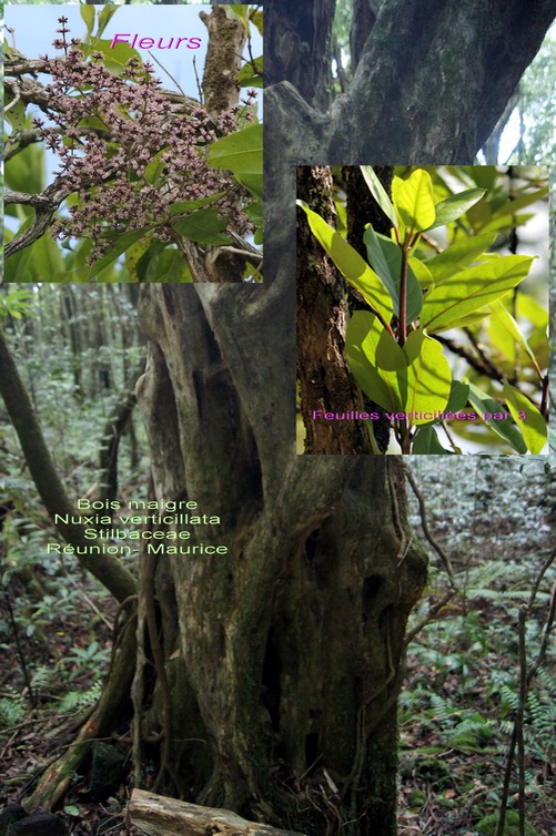 Nuxia verticillata- Bois maigre- Stilbaceae- Masc