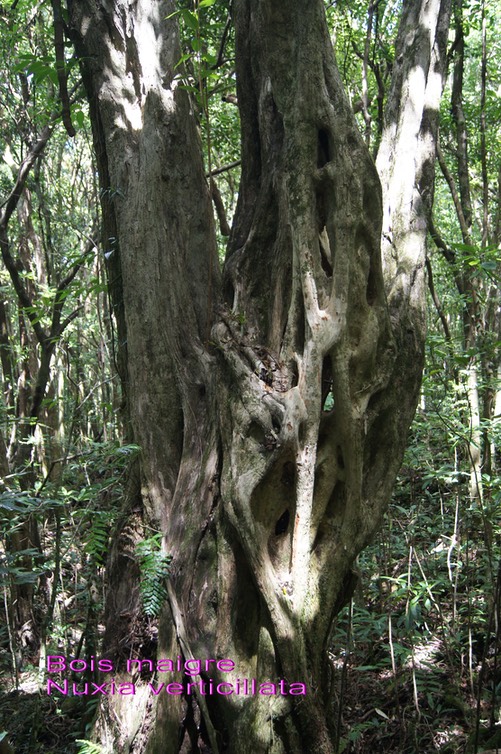Nuxia verticillata- Très vieux tronc