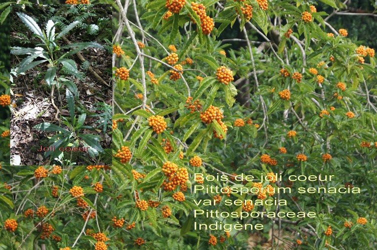 Pittosporum  senacia- Bois de joli coeur- Pittosporaceae- I