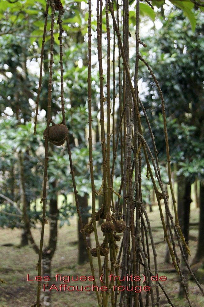 Affouche rouge - Ficus mauritiana - Moracée - BM