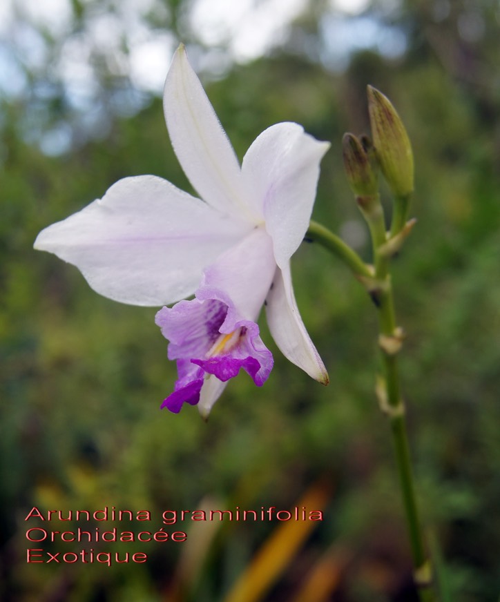 Arundina graminifolia- Orchidacée- exo