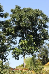 Bancoulier - Aleurites moluccana- Euphorbiacée - exo