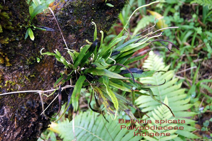Belvisia spicata- Polypodiaceae- I