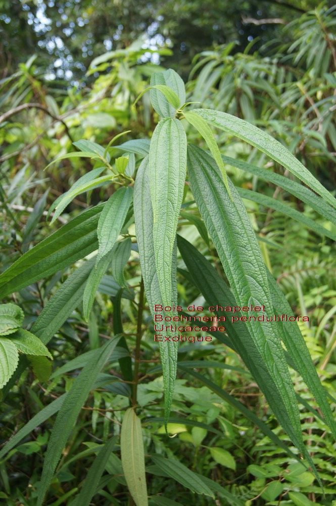 Boehmeria penduliflora- Bois de chapelet- Urticaceae- Exo