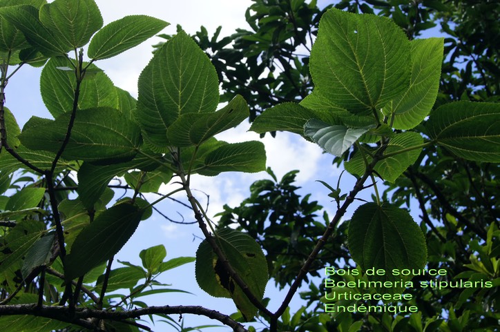 Boehmeria stipularis- Bois de source- Urticaceae- B