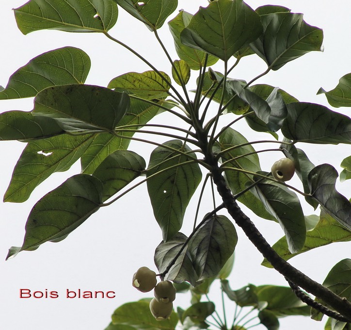 Bois blanc- Hernandia mascarenensis- BM