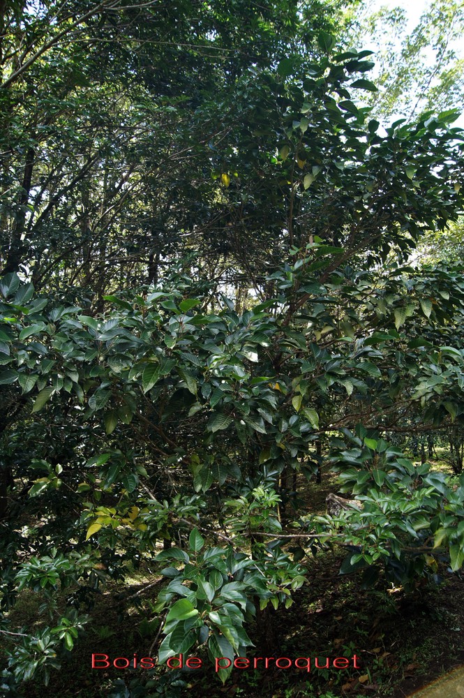 Bois de perroquet - Hancea ex Cordemoya integrifolia- Euphorbiacée - I