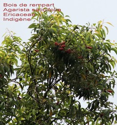 Bois de rempart- Agarista salicifolia- Ericacée - I