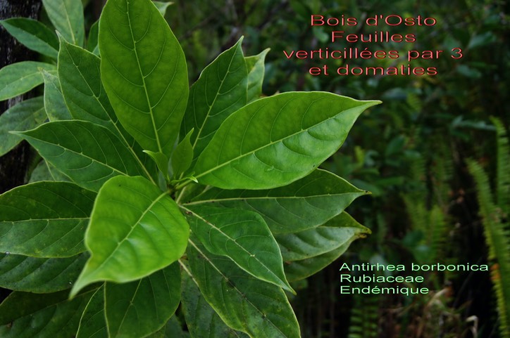 Bois d'Osto- Antirhea borbonica- Rubiacée - B