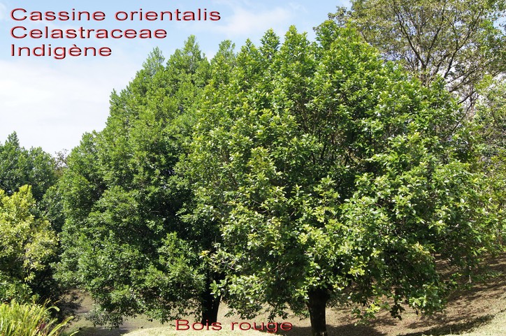 Bois rouge - Cassine orientalis- Célastracée - I