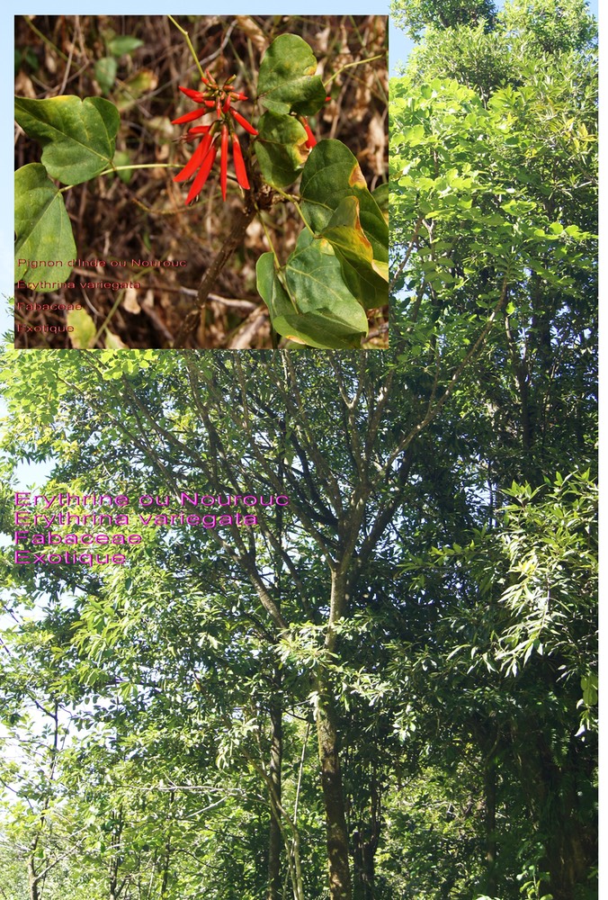 Erythrina variegata- Nourouc- Fabaceae- Exotique