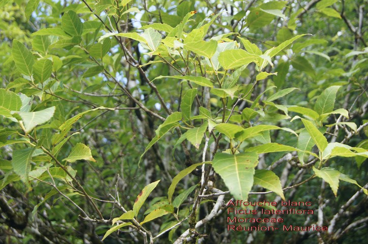 Ficus lateriflora- Affouche blanc- Moraceae- BM