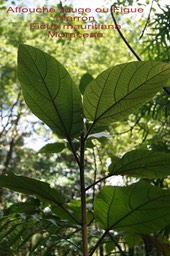Ficus mauritiana- Affouche rouge ou Figue marron- Moraceae-