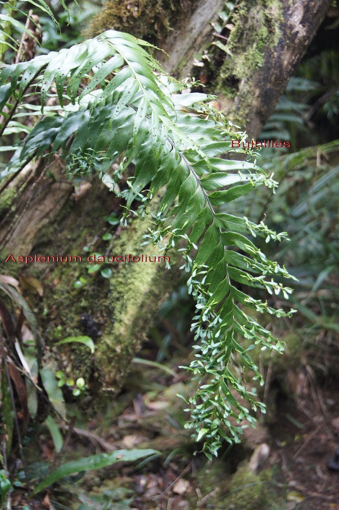 Fougère vivipare- Asplenium daucifolium