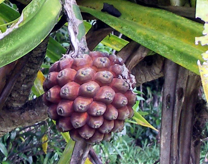 Fruit du Pandanus purpurascens