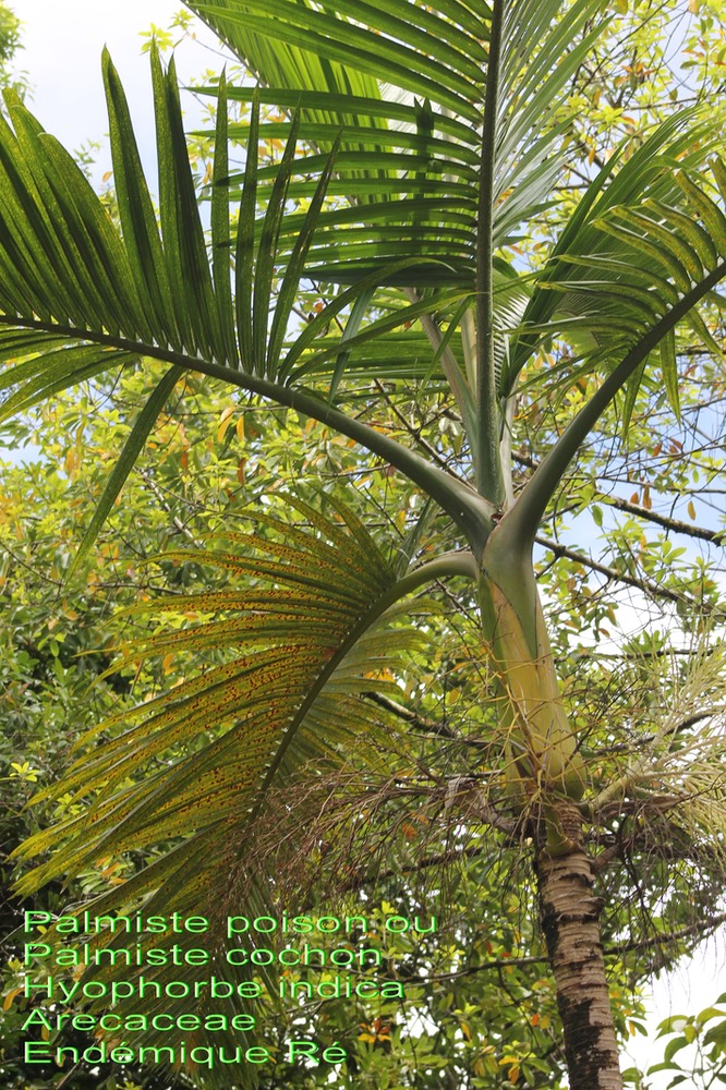 Hyophorbe indica- Palmiste poison ou Palmiste cochon- Arecaceae- B