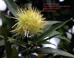 Jamerose ou Jamerosat- Syzygium jambos- Myrtaceae- exo